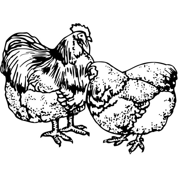 CHICK018 Miniaturansicht