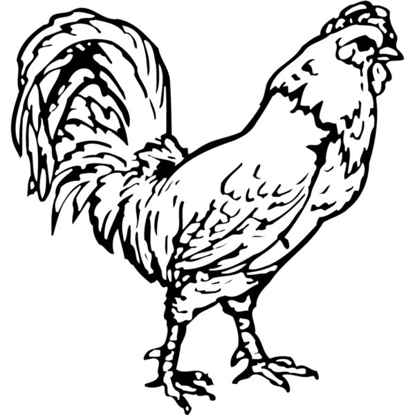 CHICK019 Miniaturansicht