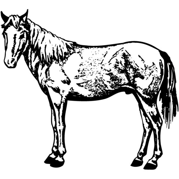 HORSE022 Miniaturansicht