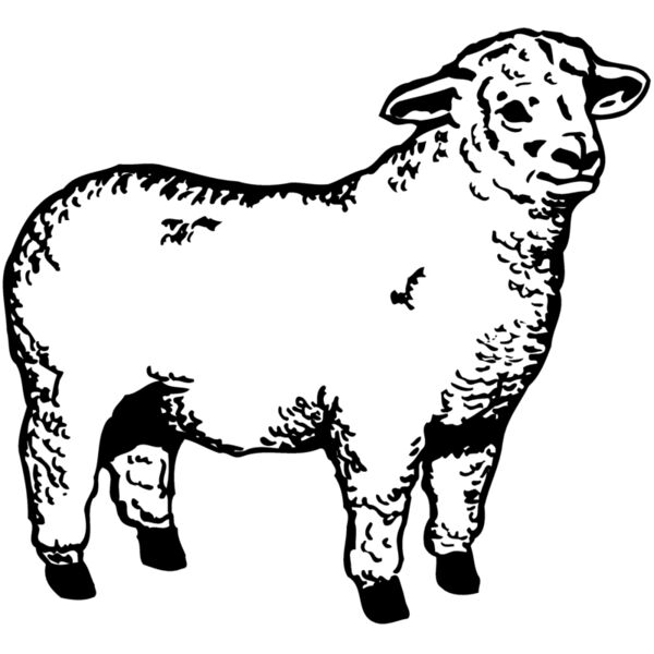 SHEEP003 Miniaturansicht