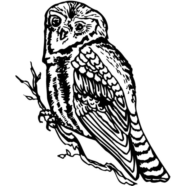 BIRD048 Miniaturansicht