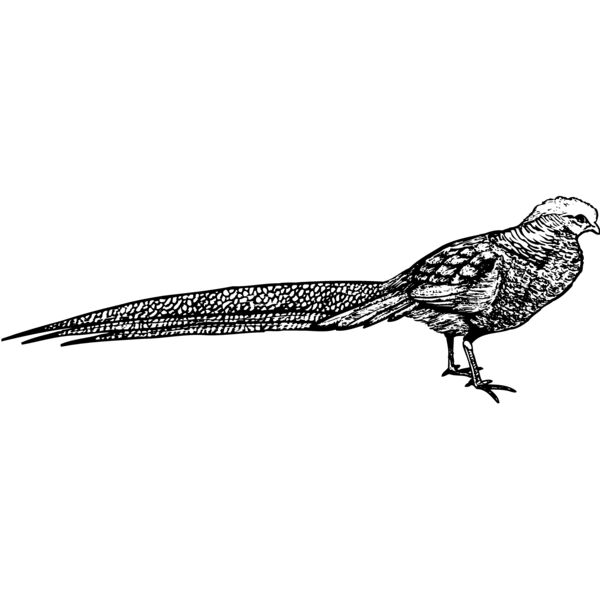 BIRD062 Miniaturansicht