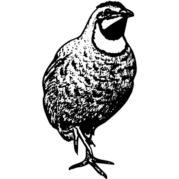 BIRD063 Miniaturansicht