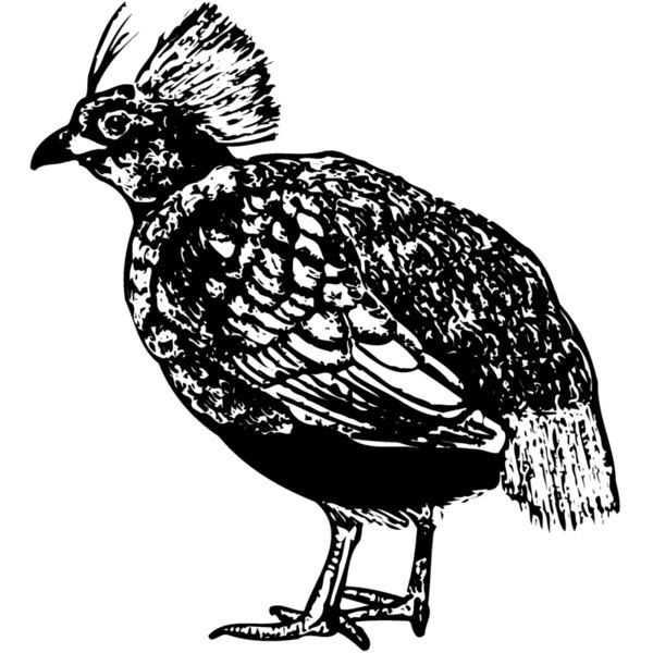 BIRD070 Miniaturansicht