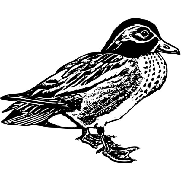 BIRD094 Miniaturansicht