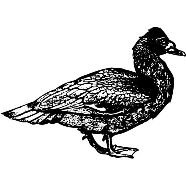 BIRD097 Miniaturansicht