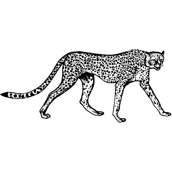 CHEETA02 Miniaturansicht
