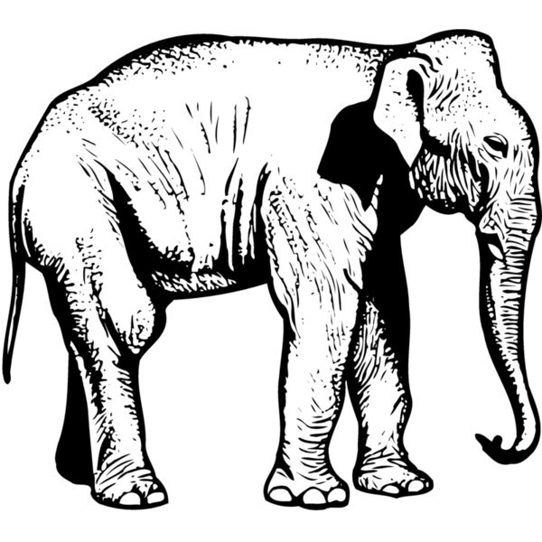 ELEPH006 Miniaturansicht