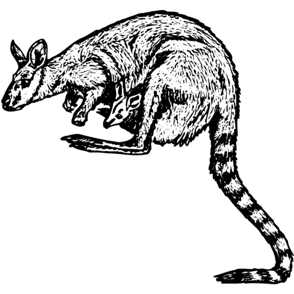 KANG003 Miniaturansicht