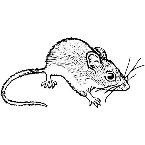 MOUSE005 Miniaturansicht