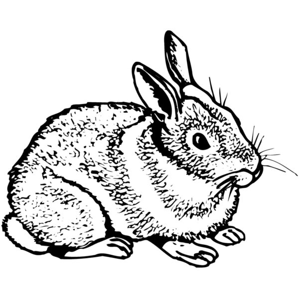 RABB003 Miniaturansicht