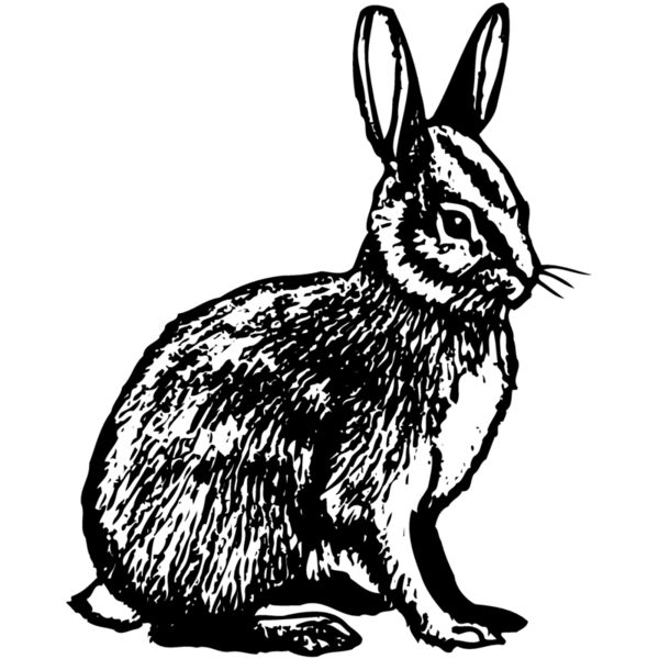 RABB006 Miniaturansicht