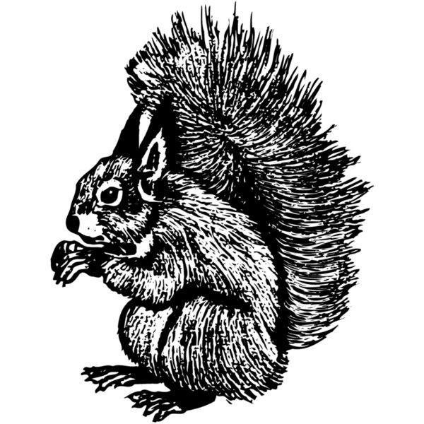 SQUER005 Miniaturansicht