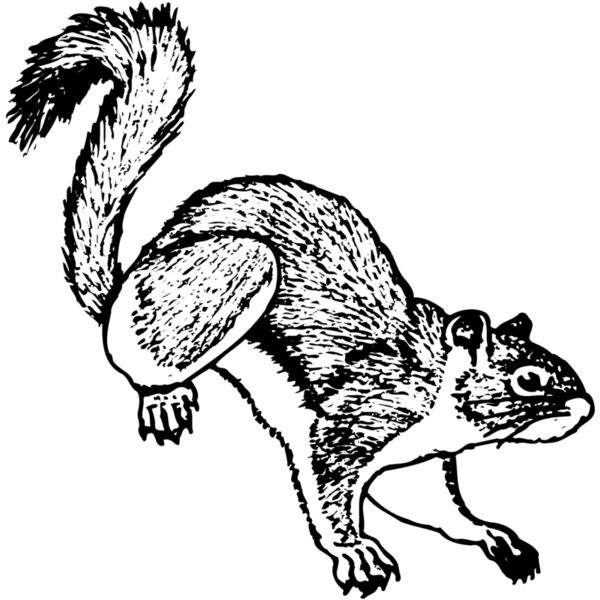 SQUER006 Miniaturansicht