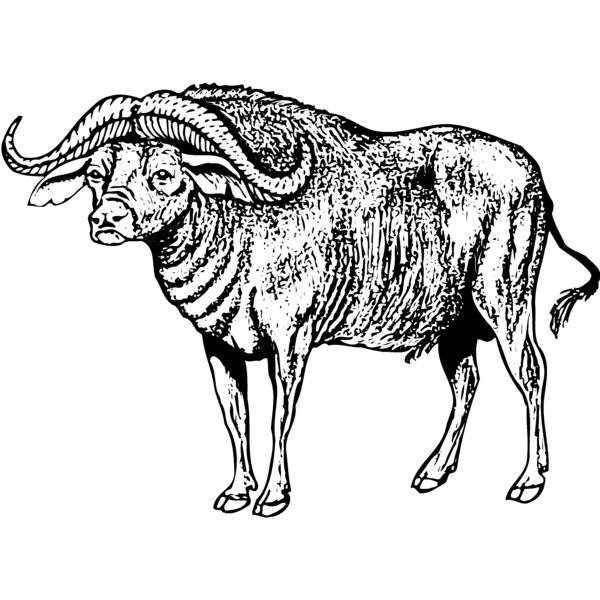 WBUFF002 Miniaturansicht