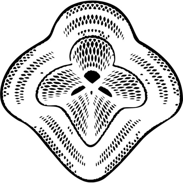 BRDR081 Miniaturansicht