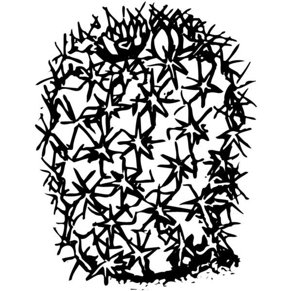 CACTUS15 Miniaturansicht