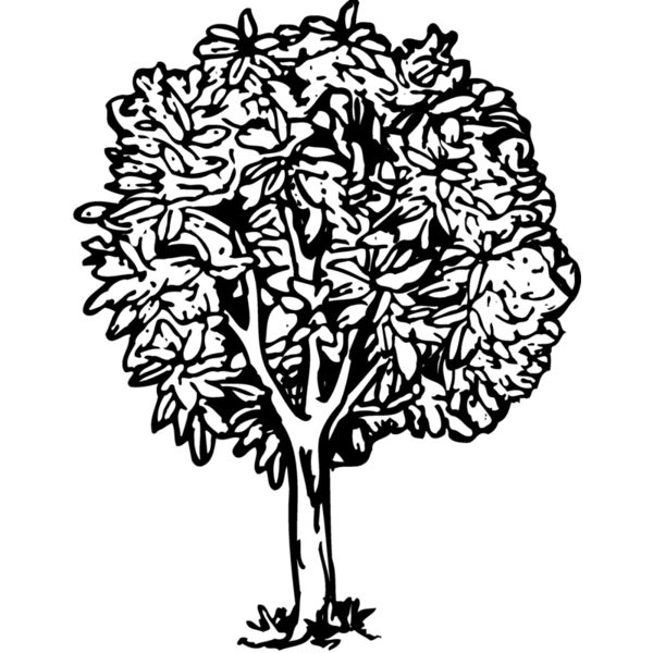 TREE0014 Miniaturansicht