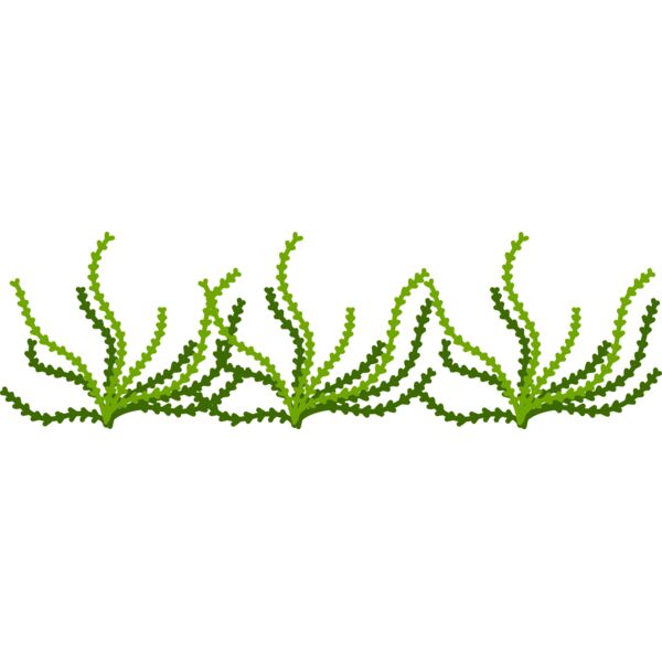 Sea Plant Miniaturansicht